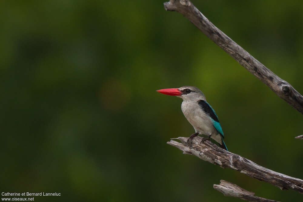 Martin-chasseur des mangroves, identification