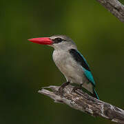 Mangrove Kingfisher