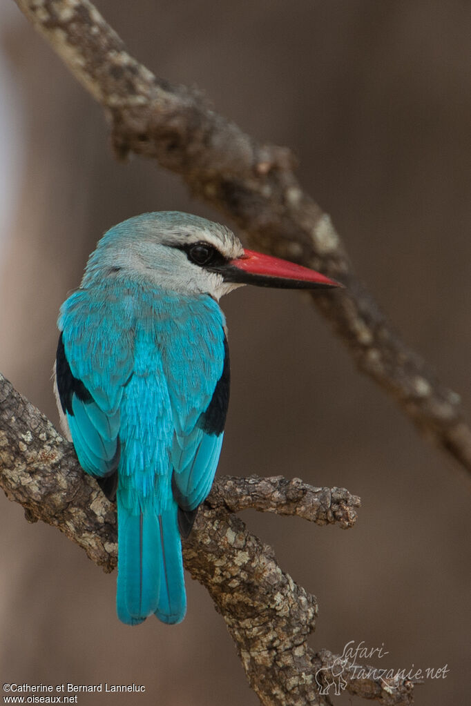 Woodland Kingfisheradult