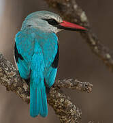 Woodland Kingfisher