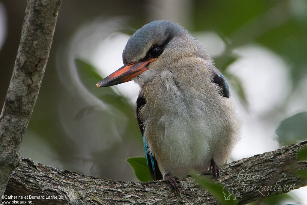 Woodland Kingfisherjuvenile, identification