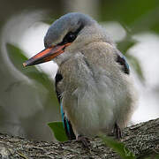 Woodland Kingfisher