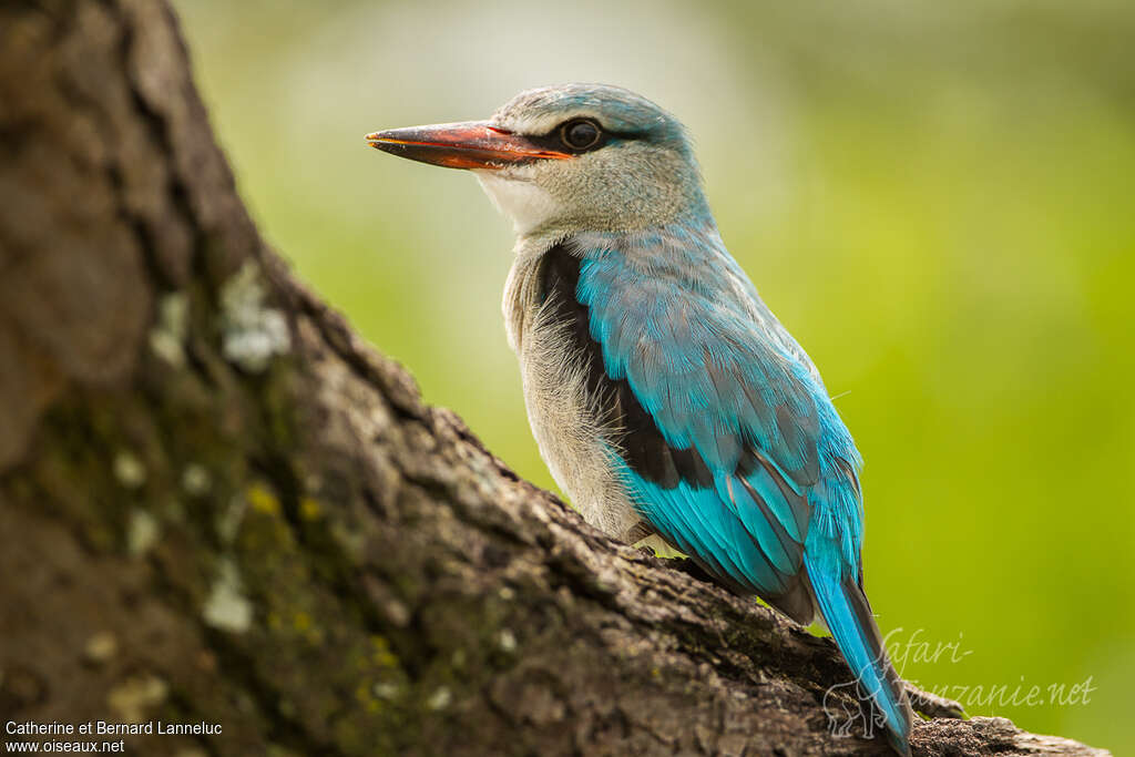 Martin-chasseur du Sénégalimmature, identification