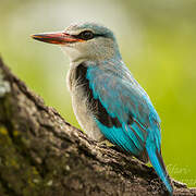 Woodland Kingfisher