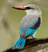 Woodland Kingfisher