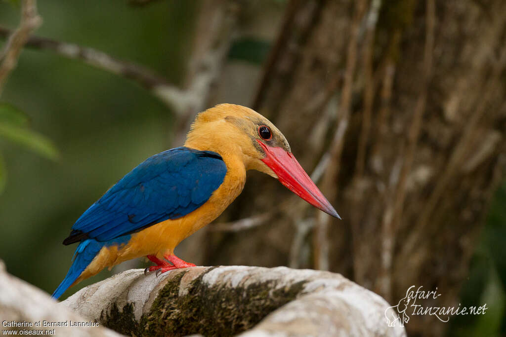 Stork-billed Kingfisheradult, identification