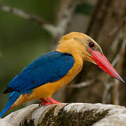 Stork-billed Kingfisher