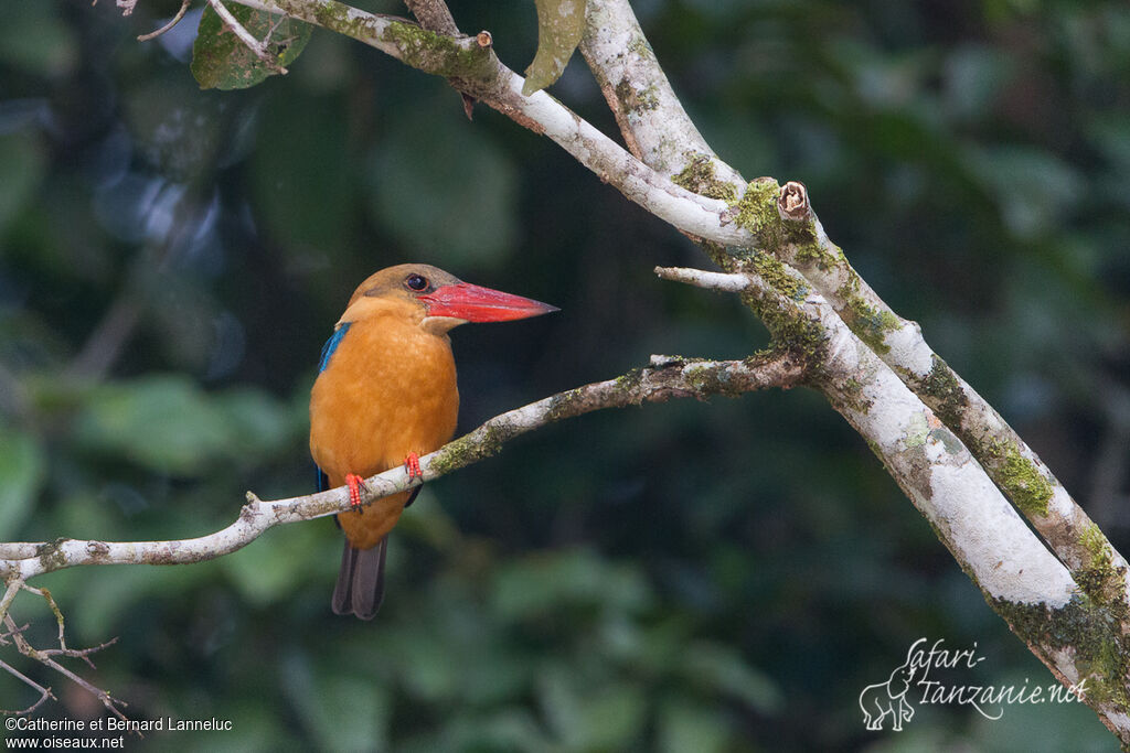 Stork-billed Kingfisheradult