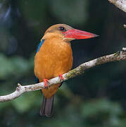 Stork-billed Kingfisher