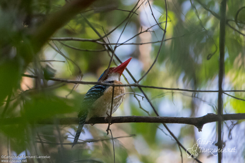 Banded Kingfisher male adult, identification