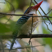 Banded Kingfisher