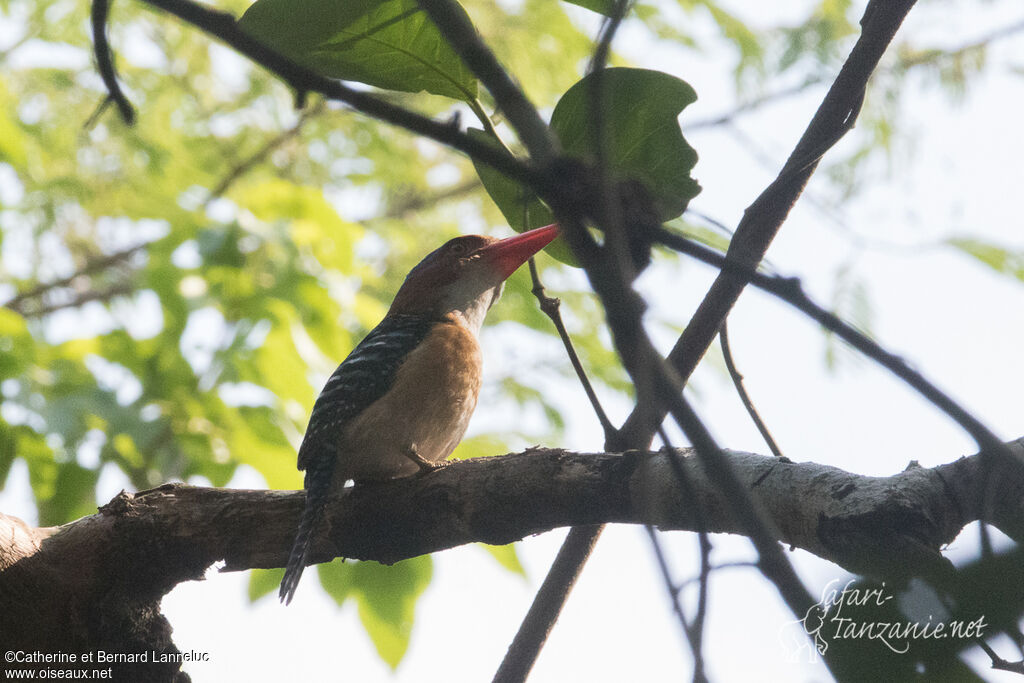 Banded Kingfisher male adult