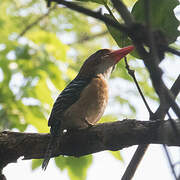 Banded Kingfisher