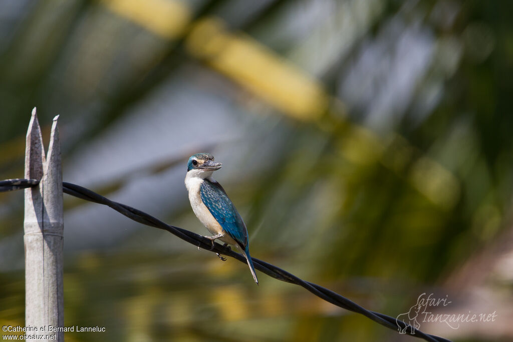 Sacred Kingfisher