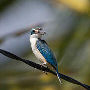 Sacred Kingfisher