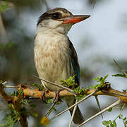 Striped Kingfisher