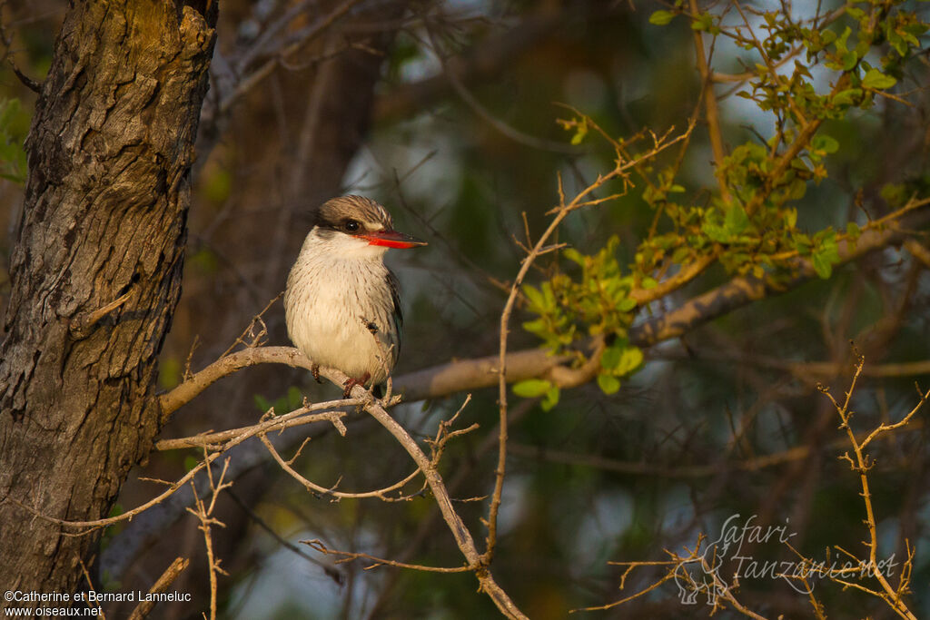 Striped Kingfisher