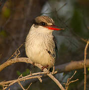 Striped Kingfisher