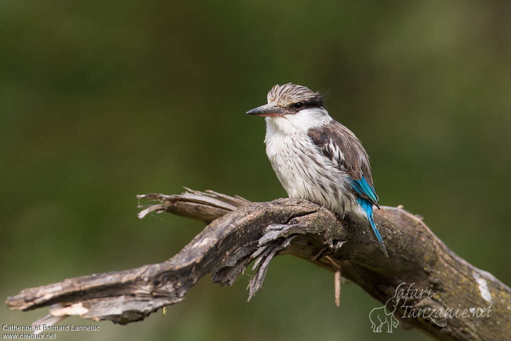 Martin-chasseur striéadulte, identification