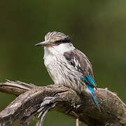 Striped Kingfisher