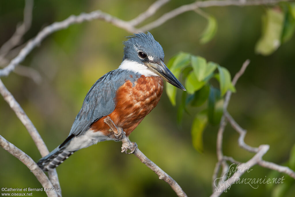 Ringed Kingfisher male