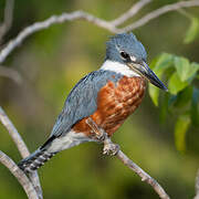 Ringed Kingfisher