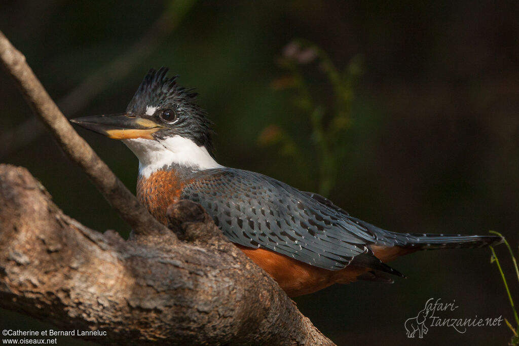 Ringed Kingfisher male immature, identification