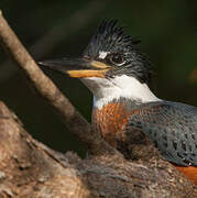 Ringed Kingfisher