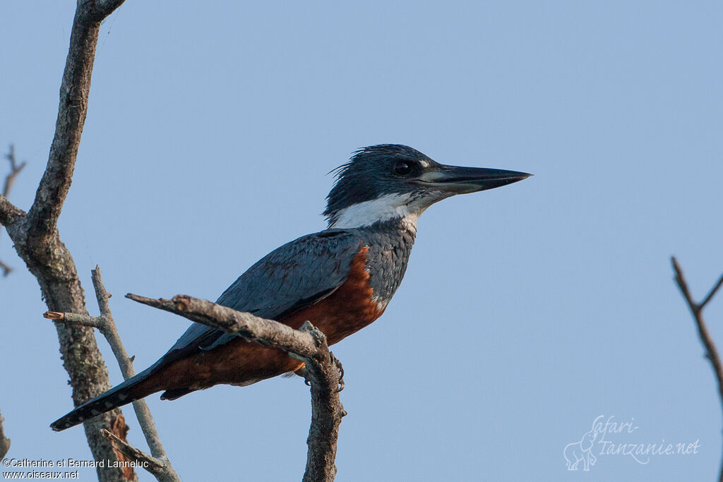 Martin-pêcheur à ventre roux femelle adulte, identification