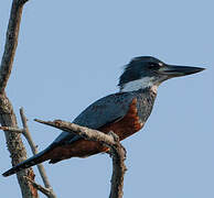 Ringed Kingfisher