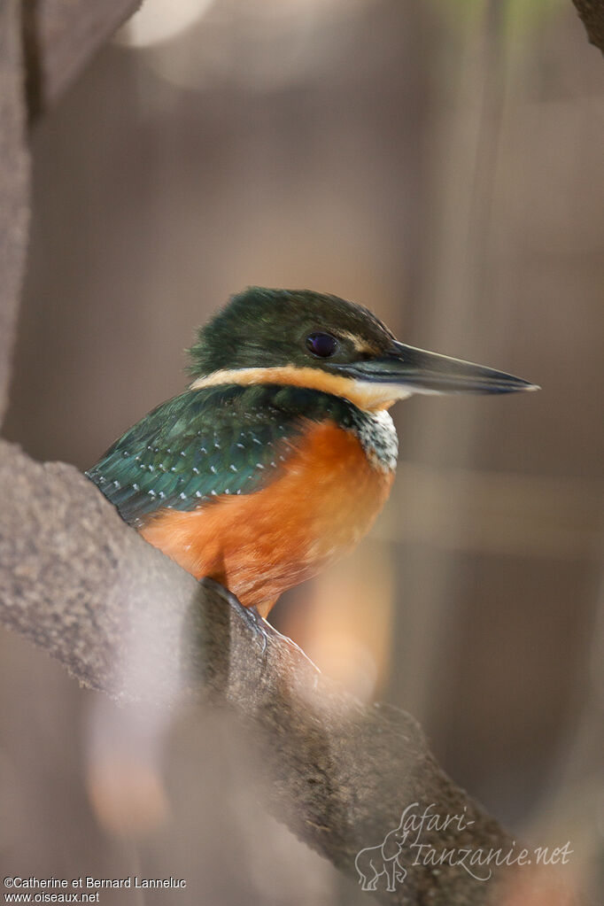 Green-and-rufous Kingfisher male