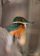 Green-and-rufous Kingfisher