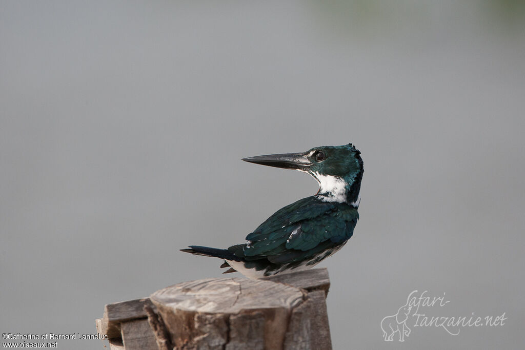 Amazon Kingfisher male