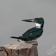 Amazon Kingfisher