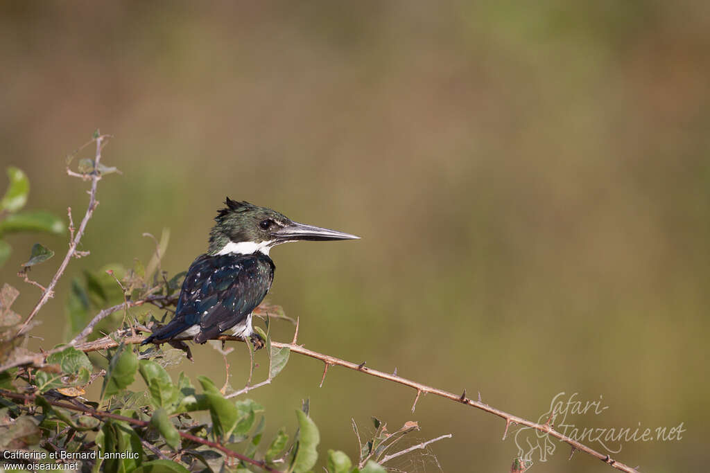 Martin-pêcheur d'Amazonieimmature, pigmentation