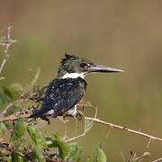 Amazon Kingfisher