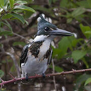 Amazon Kingfisher