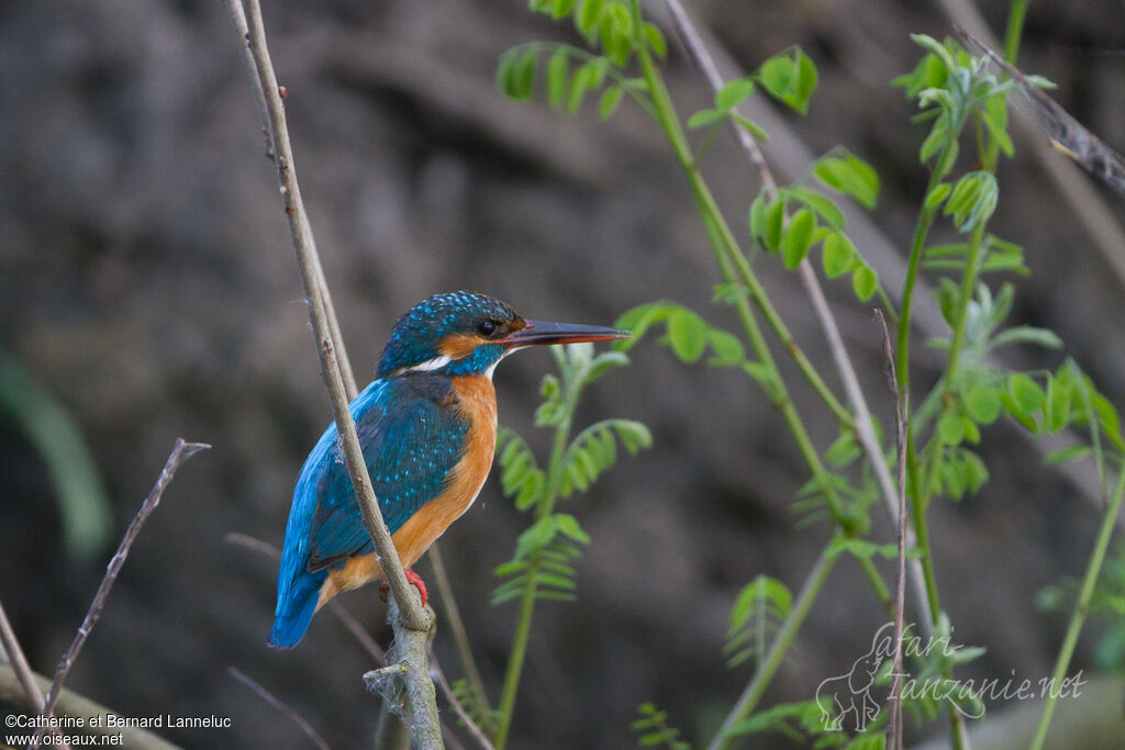 Common Kingfisher female adult