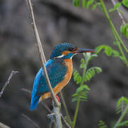 Common Kingfisher