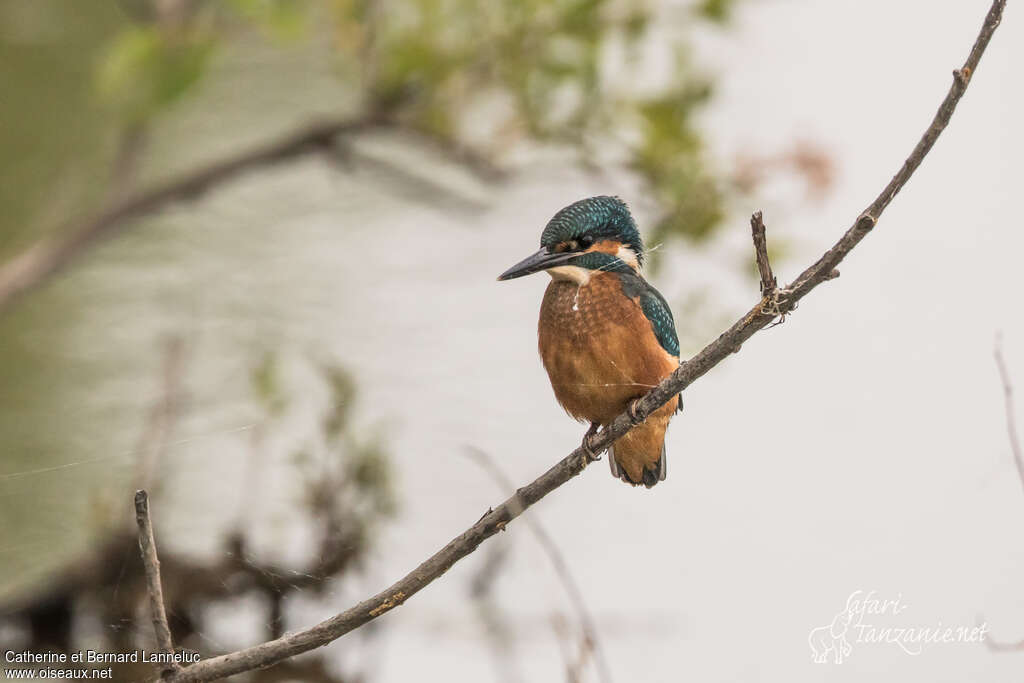 Common Kingfisherjuvenile, identification