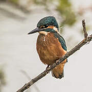 Common Kingfisher