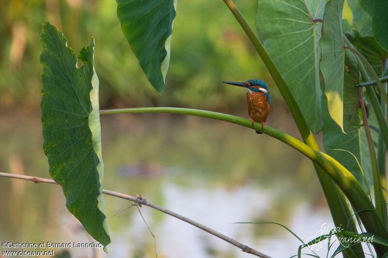 Common Kingfisher male adult, habitat
