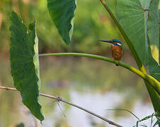 Common Kingfisher