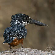 Giant Kingfisher