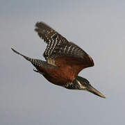 Giant Kingfisher