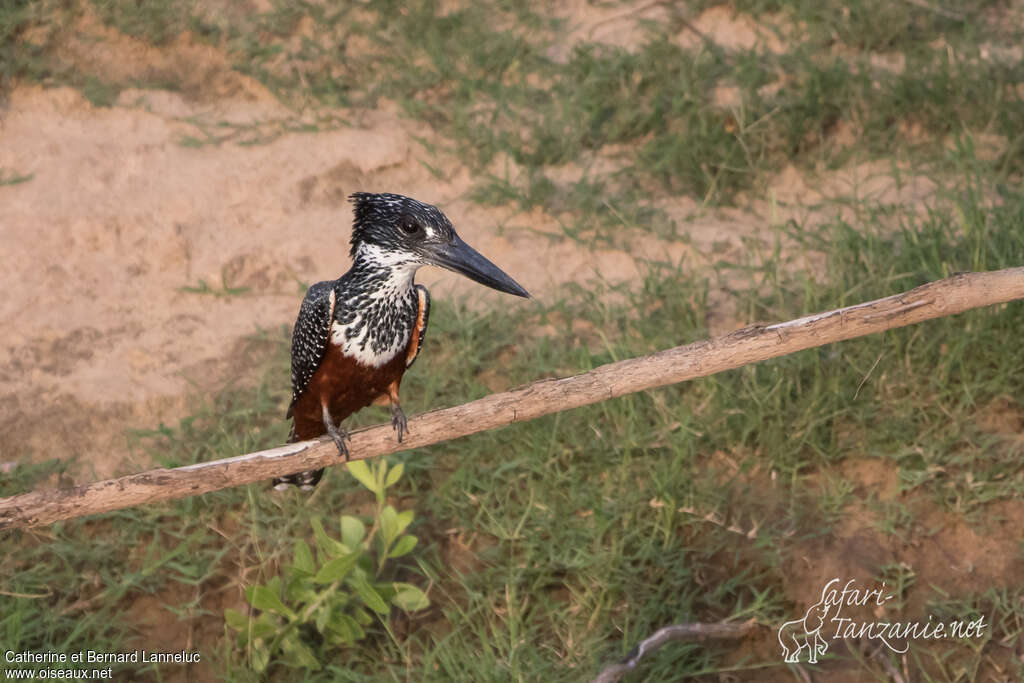 Giant Kingfisher female adult, pigmentation