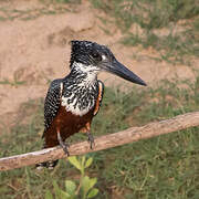 Giant Kingfisher