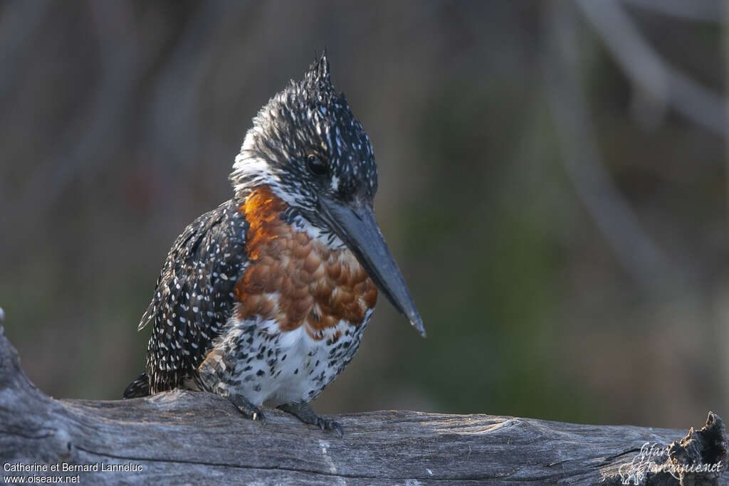 Giant Kingfisher male adult