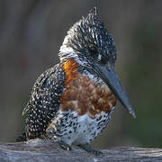 Giant Kingfisher