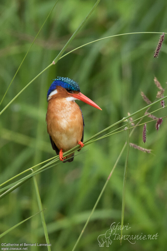 Martin-pêcheur huppéadulte